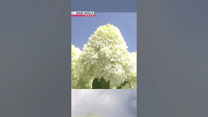 'Mt. Fuji hydrangeas' bloom in YamanashiーNHK WORLD-JAPAN NEWS #shorts