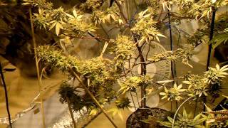 Flowering update medical grow 1000 watts