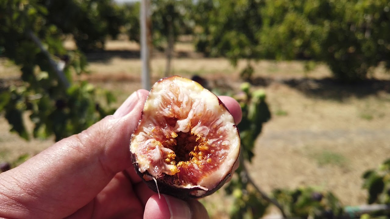 Red Israel (Khurtmani - not) Fig