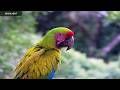 Rare Great Green Macaw Highlights: Stunning Close-ups