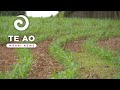 From Gorse to Growth: Māori Trust Celebrates Land Restoration Success | Te Ao Māori News
