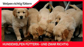 Wie berechnet man die Futtermenge für einen Welpen?