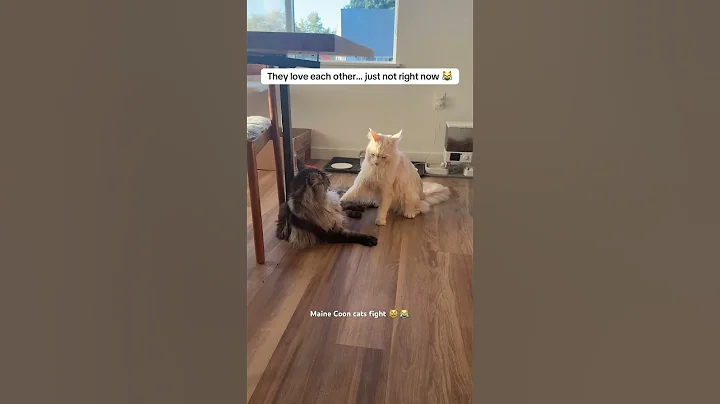 Video 11292881: mainecooncat mainecoons, catfight