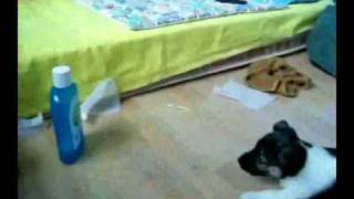 Bottle Attacks Puppy! Puppy Saves the Planet