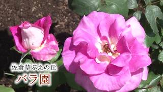 バラの便り 佐倉草ぶえの丘バラ園 05 25 佐倉市 Youtube