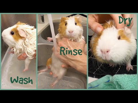 Video: How To Wash Guinea Pigs
