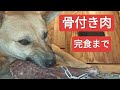 猟犬 骨付き肉 完食まで