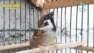 Tak di sangaka ternyata burung gereja bisa seperti ini