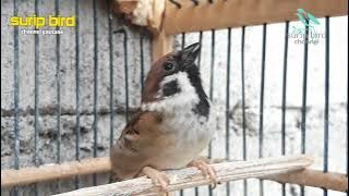 Tak di sangaka ternyata burung gereja bisa seperti ini