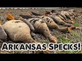 Arkansas SPECKLEBELLY Shoot! - Feet Down Limits!