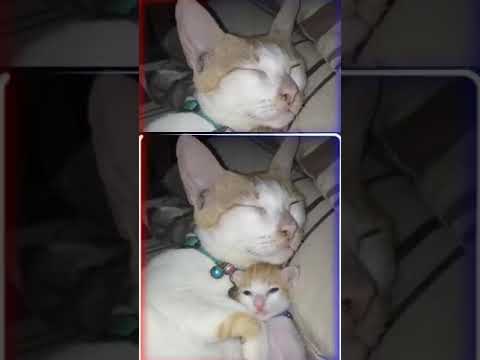 Video: Bolehkah Kucing Menghidap Asma?