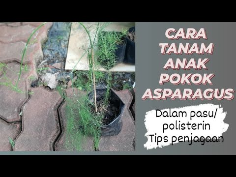 Video: Membiak Tumbuhan Asparagus - Menanam Asparagus Daripada Benih Atau Bahagian