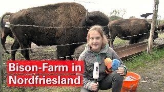 KiNa: Auf Deutschlands nördlichster Bison-Farm