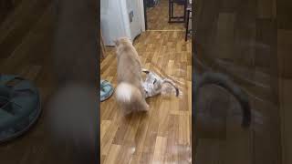 Котенок Тея грызет нашего кота Лайта #британец #котята #котенок #коты #животные