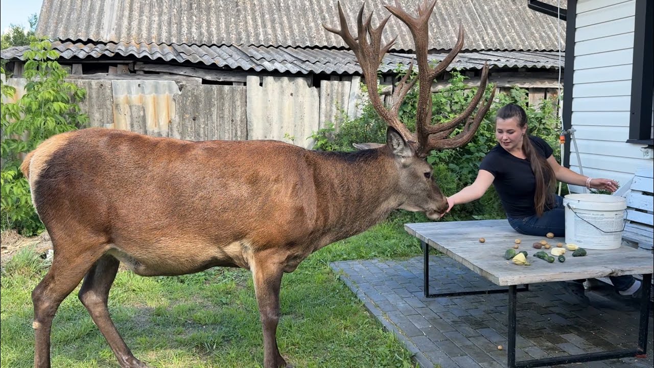 Олень Борис прийшов на обід #irysik3076 #deer #animals #олень #оленьборис #оленьборя  #оленьборька 