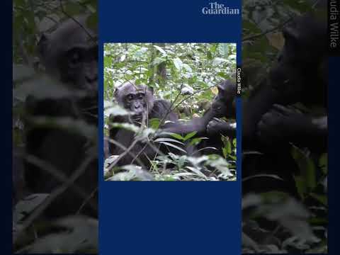 Wild chimpanzee holds out leaf for mother to see