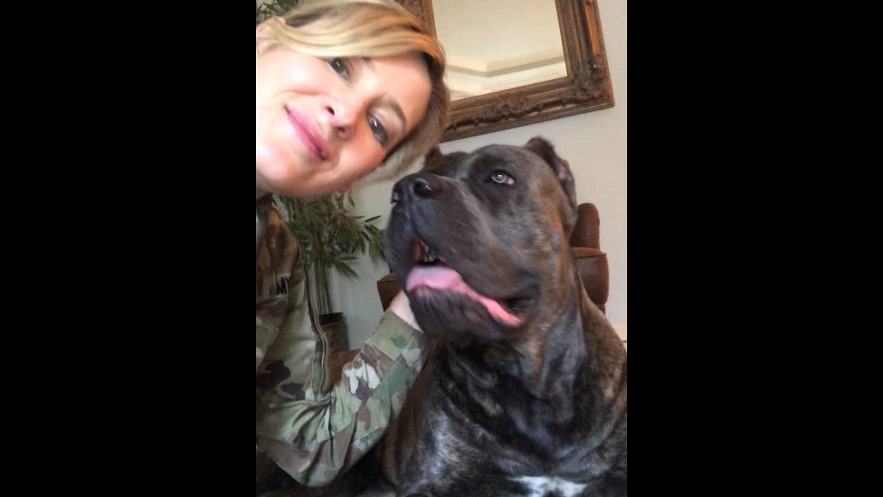 Owning a CANE CORSO while Living Alone & working full time YouTube