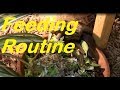 Russian Tortoise Feeding Routine