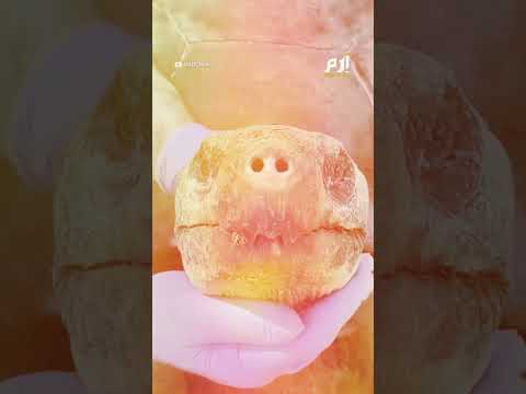 سلحفاة عملاقة تنجب لأول مرة في عمر 100 عام