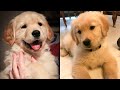 😍 Adorabl Babies That Will Make Your Day🐶🐶 | Cute Puppies