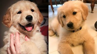 😍 Adorabl Babies That Will Make Your Day🐶🐶 | Cute Puppies