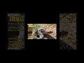 Come out and see me at the Repticon  Raleigh show