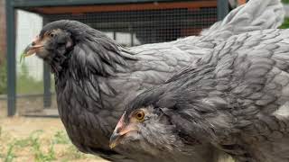 Our Silked Easter eggers and blue Favaucanas Chickens up close Profile
