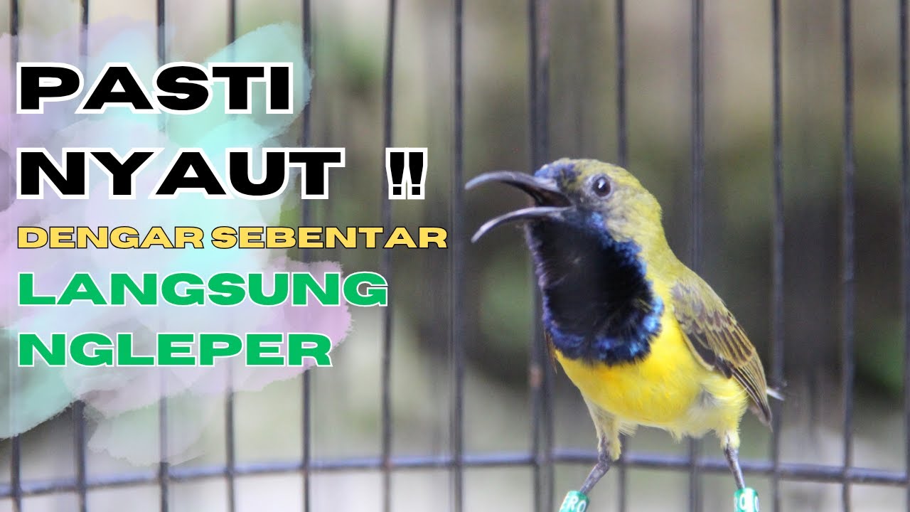 SUARA SOGON GACOR UNTUK PANCINGAN SOGON TROTOL BUNYI SEMAKIN RAJIN part 150