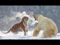 الدب القطبى  اضخم دب فى العالم  ضد النمر السيبيري  اضخم نمر فى العالم    برأيك من الاقوي    