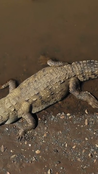 The Largest Reptile On Earth Is Man Eater YouTube the-largest-reptile-on-earth-is-man-eater-youtube
