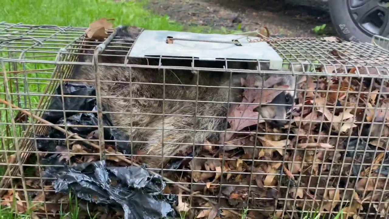 Releasing The Raccoon - YouTube
