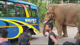 Wild elephant attack video // Elephant🐘 // Animal attacks