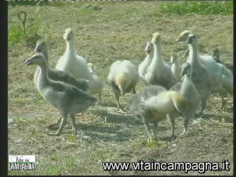 Video: Quali qualità dovrebbe avere un leader aziendale