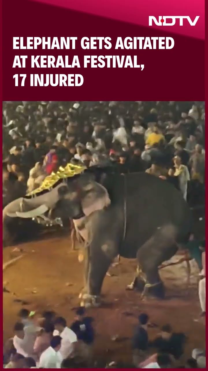 Kerala News | Elephant Ragdolls Man At Kerala Festival In Horrifying Video