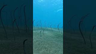 🐍Garden Eels Dance and Little Flounder Stealing Show 🤗 #bali #shorts #eels #scubadiving