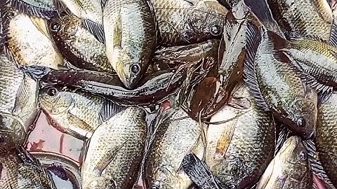 kích cá điện tử. cầu h áp cao CH:1000v.siêu phẩm 2023 có tín nâng mới. nóng và thả lạnh.