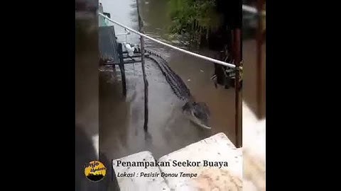 Buaya di danau tempe sengkang