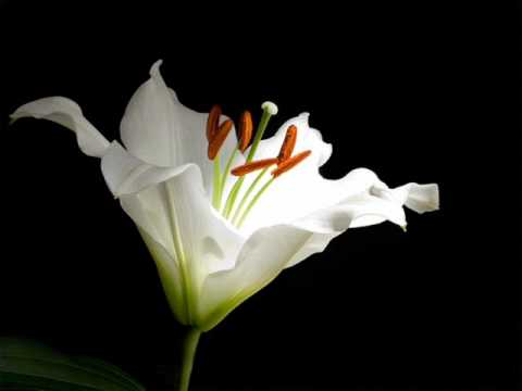 Joanna Wang Lost In Paradise