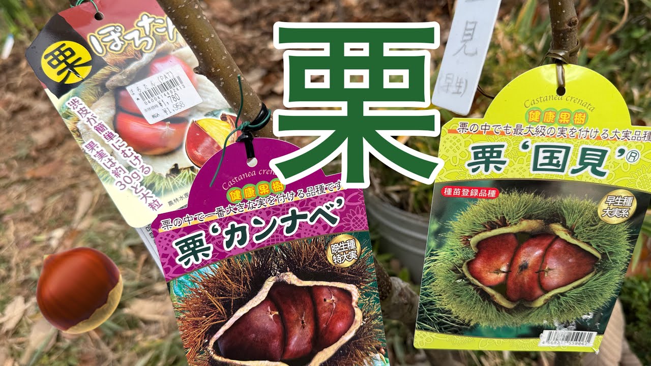 【🌰栗】🎵大きな栗の木の下で　ぽろたん　神鍋　国見　筑波　利平　銀寄　栗拾い