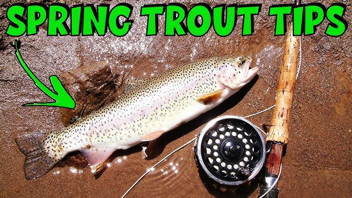 Top 5 Spring Trout Fishing Baits 