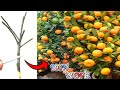 how to reproduce citrus trees with superior quality seeds with stem cuttings which are easy to do.