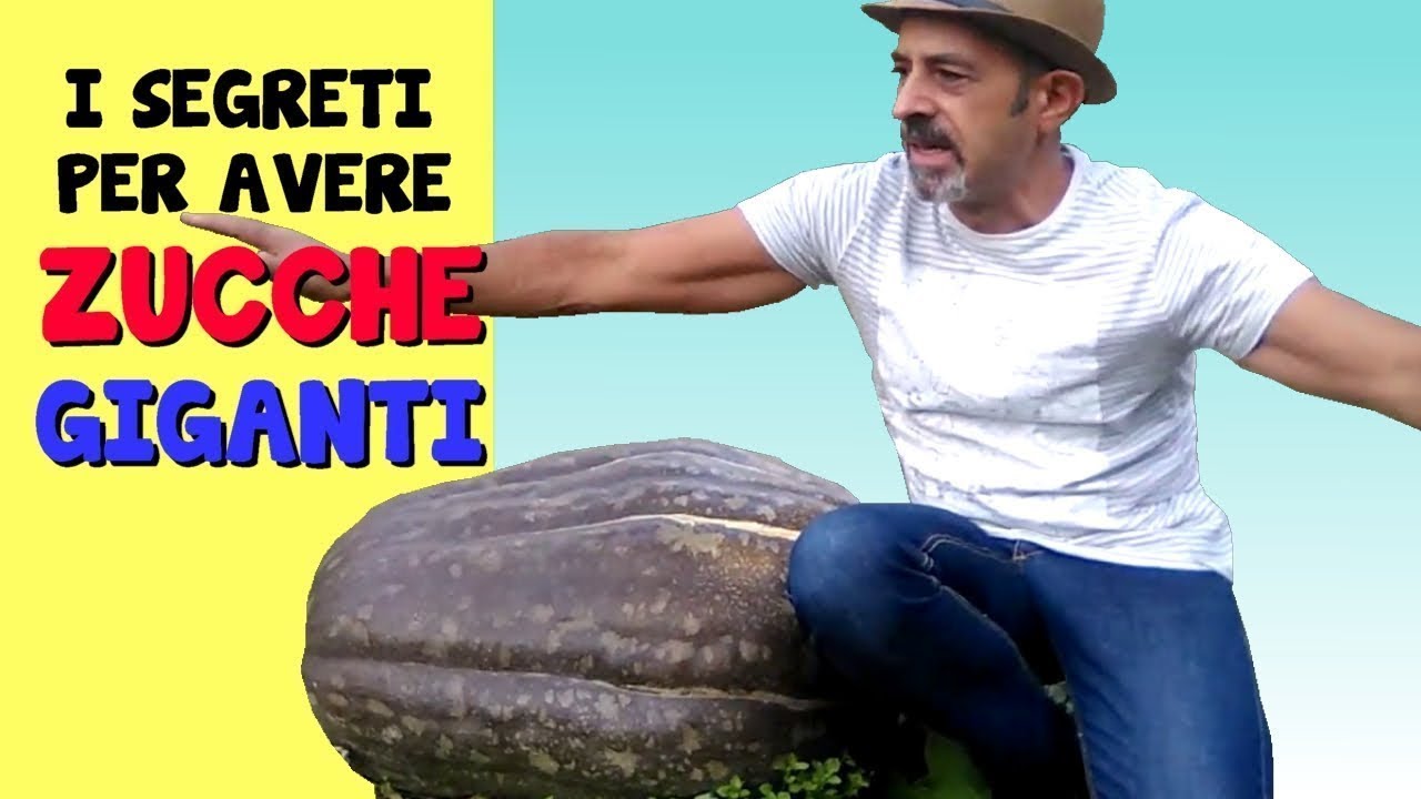 I SEGRETI PER AVERE ZUCCHE GIGANTI