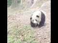 Panda"Meilan" and her swing ears