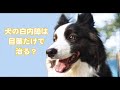 犬の白内障は目薬だけで治る？