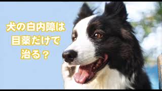 犬の白内障は目薬だけで治る？