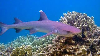 Reef whitetip shark. Red Sea. Egypt. Hurghada