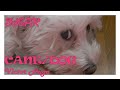 🤍🐾SUGAR🐾🤍 - Cane/Dog🐶🤍 - Victor Hugo [ITA/ENG] - Aforisma/Citazione n.411