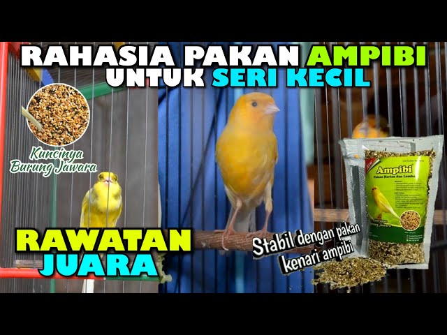 SETINGAN PAKAN KENARI AMPIBI KHUSUS SERI KECIL | FULL GACOR MASZZEEHH class=