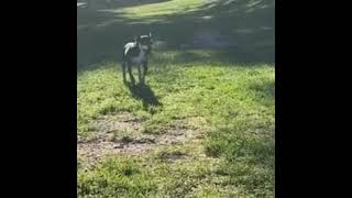 Dog walks to a funky beat