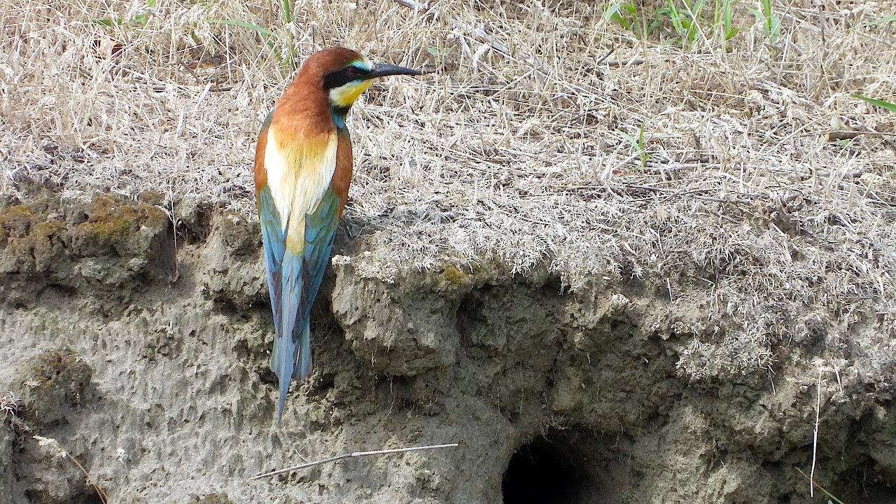 European Bee-eater - Bienenfresser - Merops apiaster 